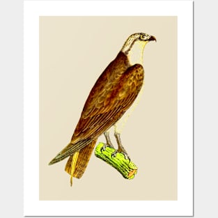 hawk,bald eagle,falcon,golden eagle,birdie,bird Posters and Art